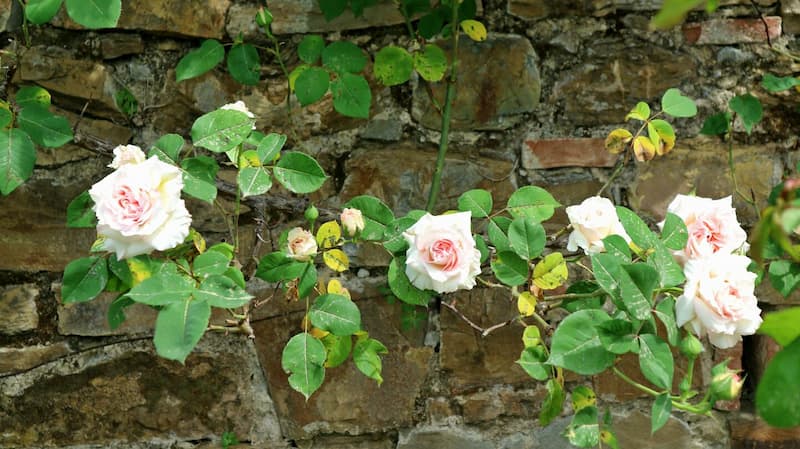 ローズガーデン（il giardino delle rose