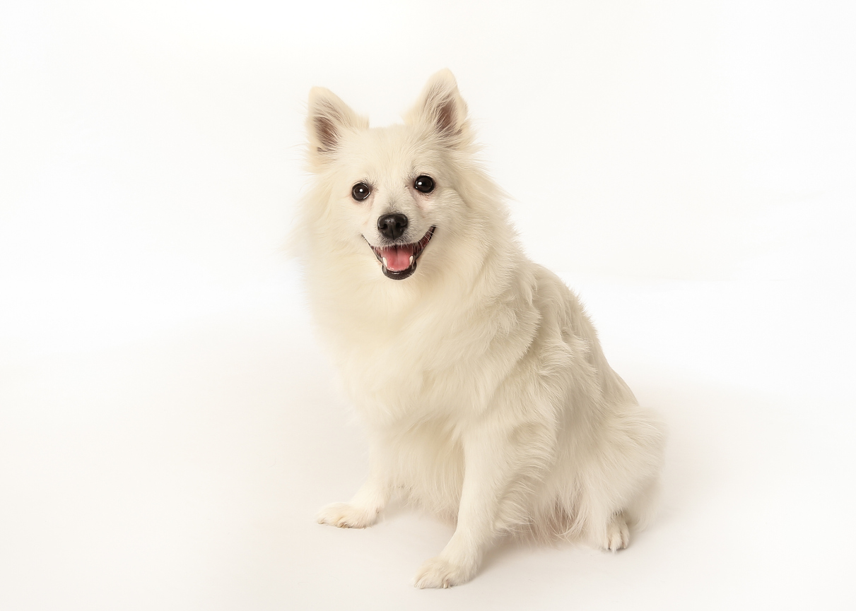Purebred volpino italiano dog | ITALIANITYウェブマガジン