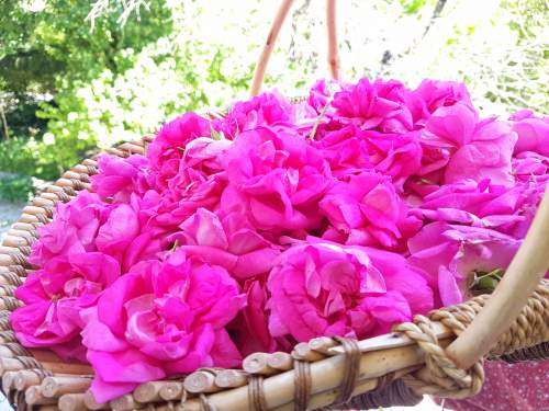 籠いっぱいの薔薇