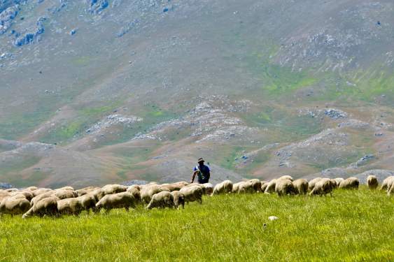 初夏に移牧した後、標高の高い山にみられる放牧風景（アブルッツォ州）