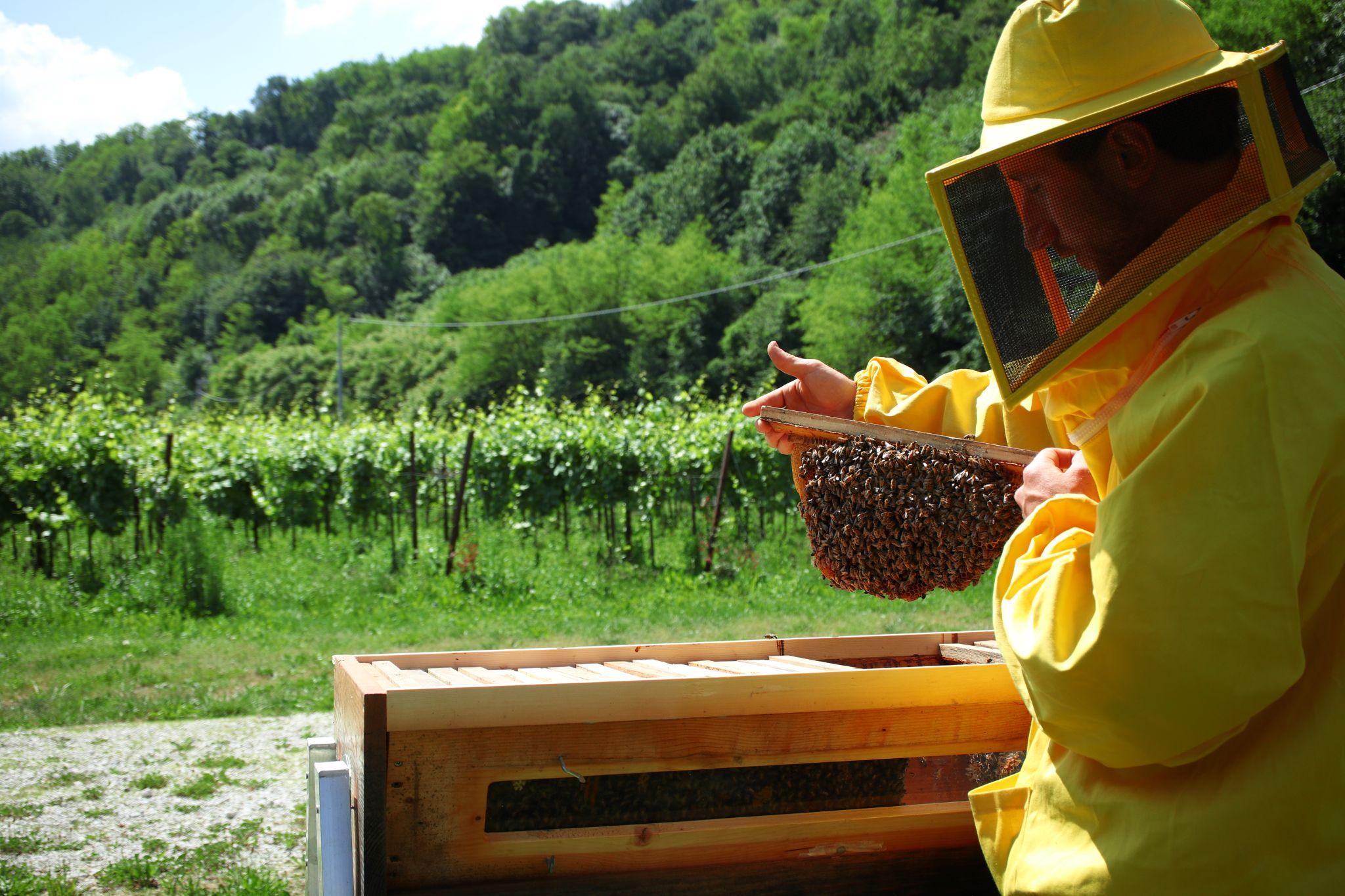 養蜂農家が作業している様子