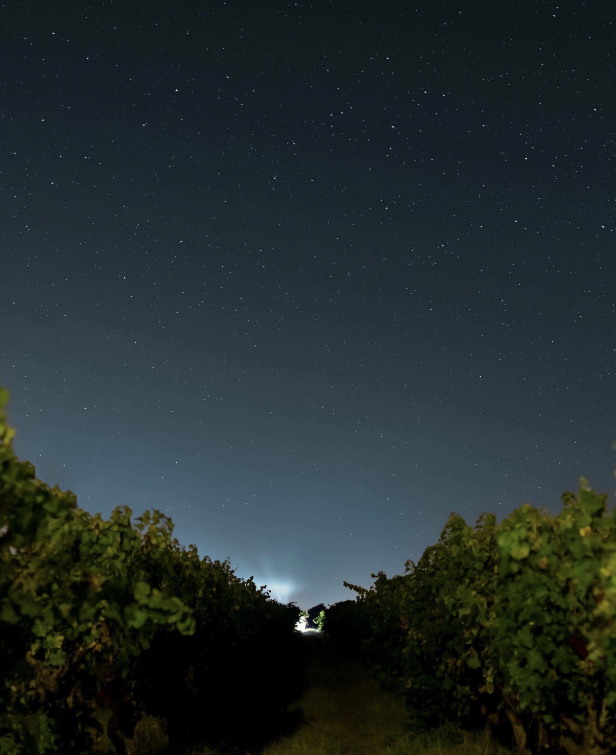 星空の下の葡萄畑