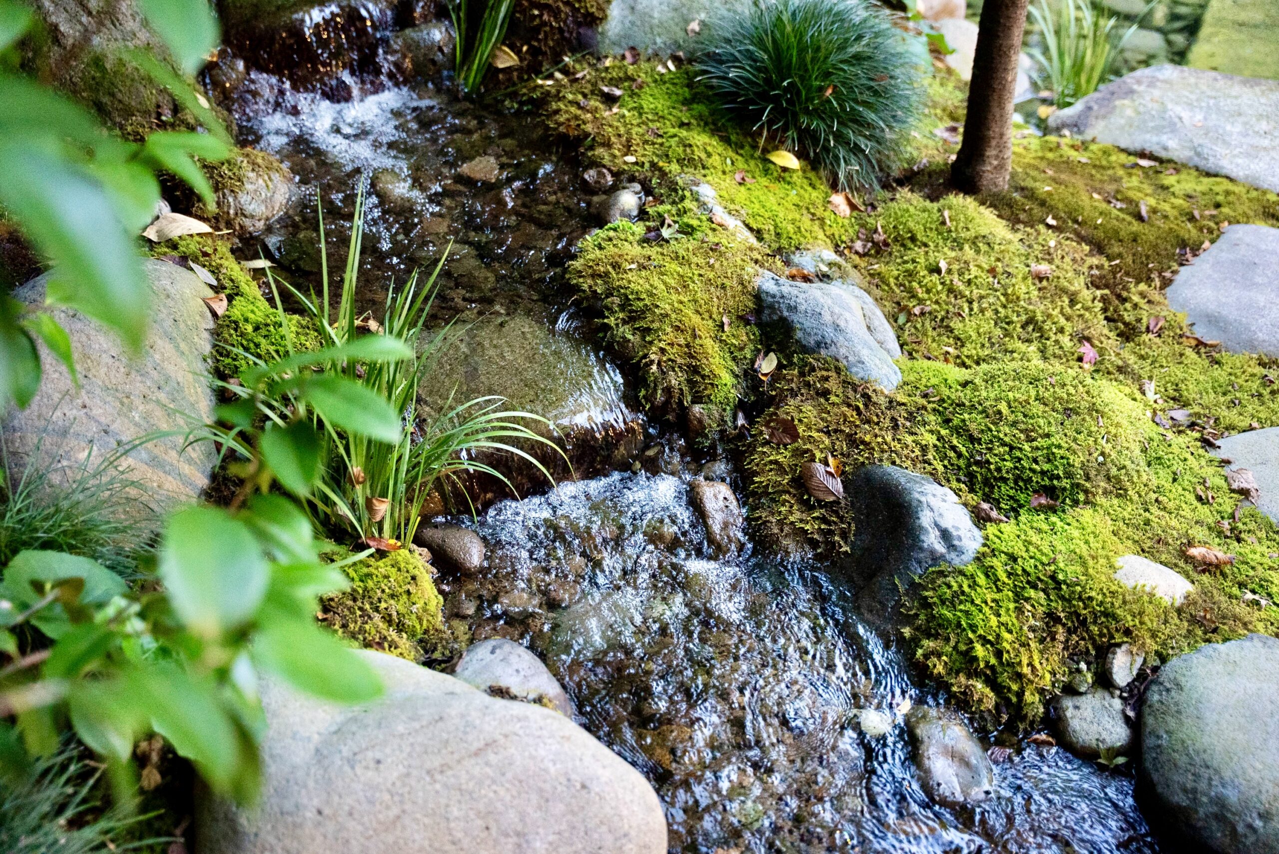 庭園に流れる湧水