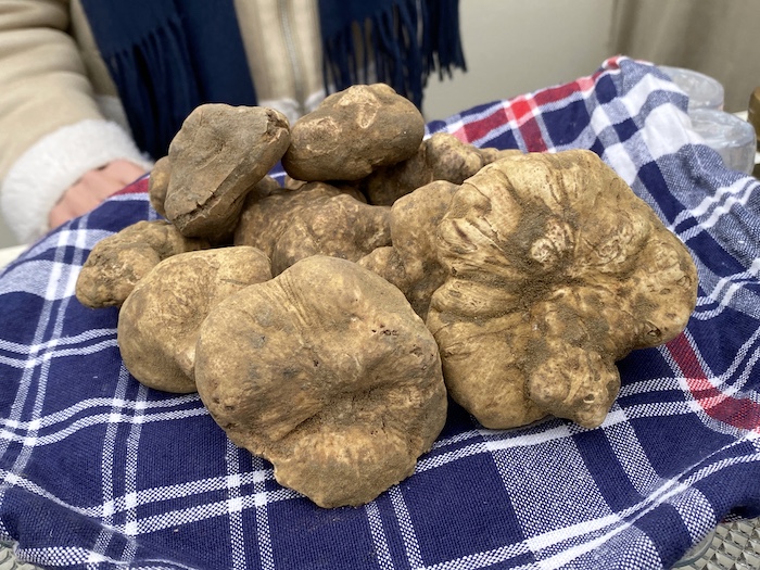 収穫した白トリュフ